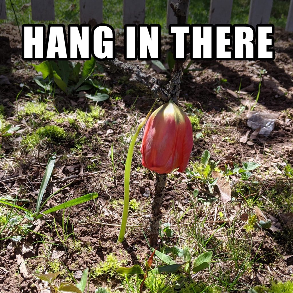 Wilting tulip hanging over the edge of a twig