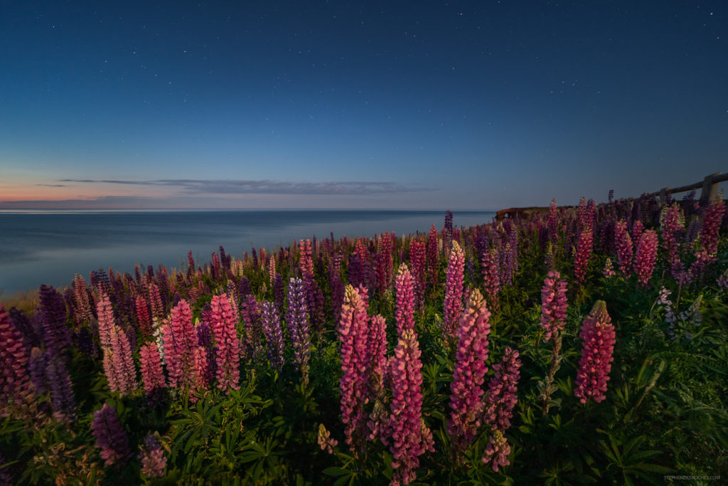 Photo of lupins on a shore at sunset.